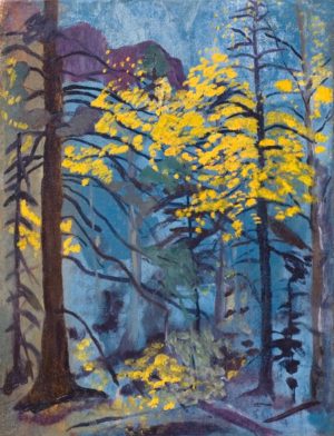 New Mexico Forest Study